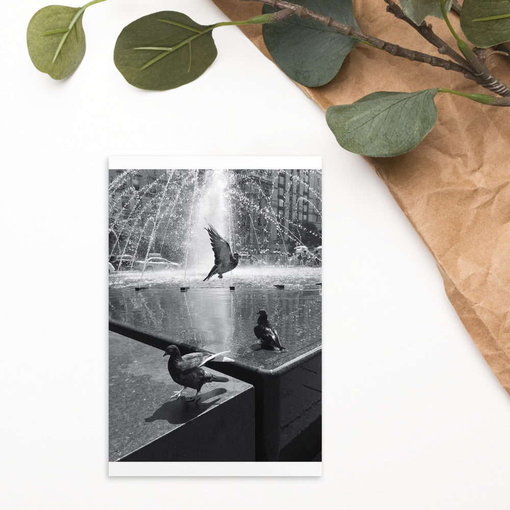 Pigeons at The Met Postcard