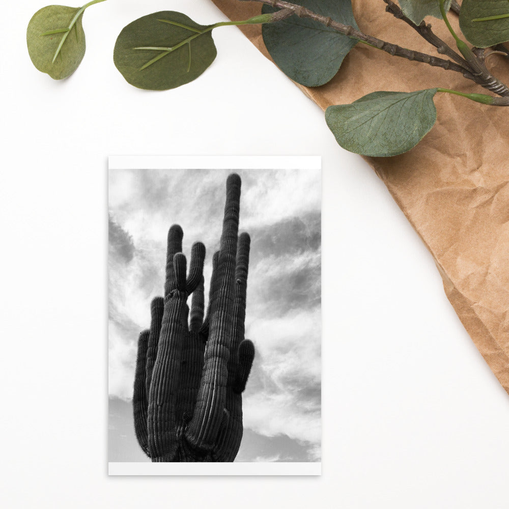 Saguaro Postcard