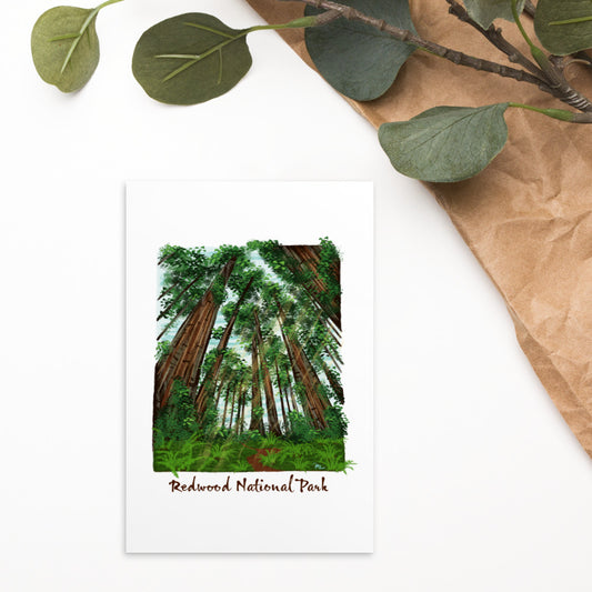 Redwoods Postcard